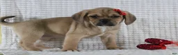 Puggle dogs for sale: Tara - Ad 3