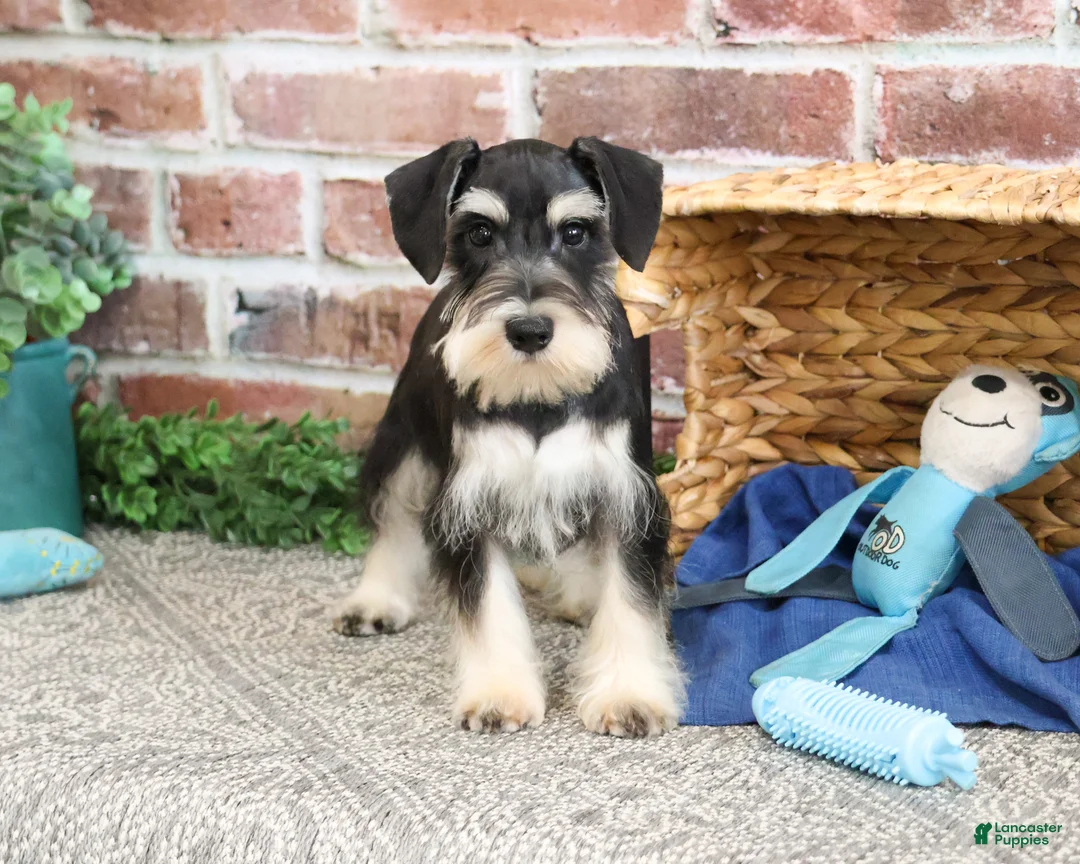 Miniature Schnauzer dogs for sale: Azriel - Ad 2