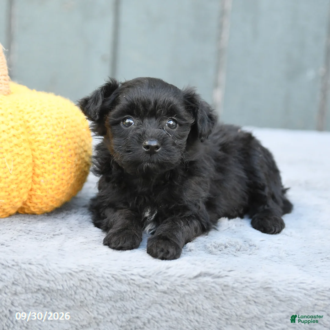 Pomapoo dogs for sale: Julie  - Ad 3
