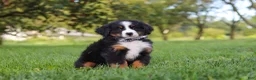 Miniature Bernese Mountain Dog dogs for sale: Kory - Ad 4
