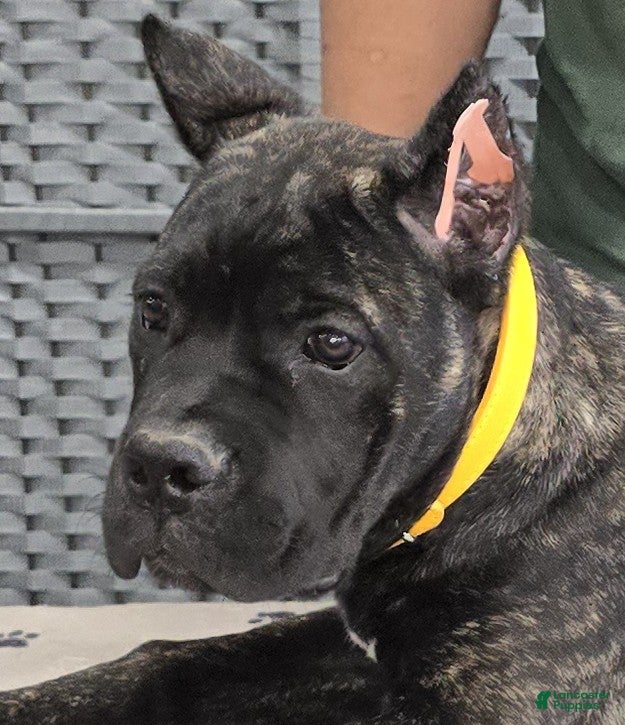 Cane Corso dogs Yellow Girl  - Ad 1
