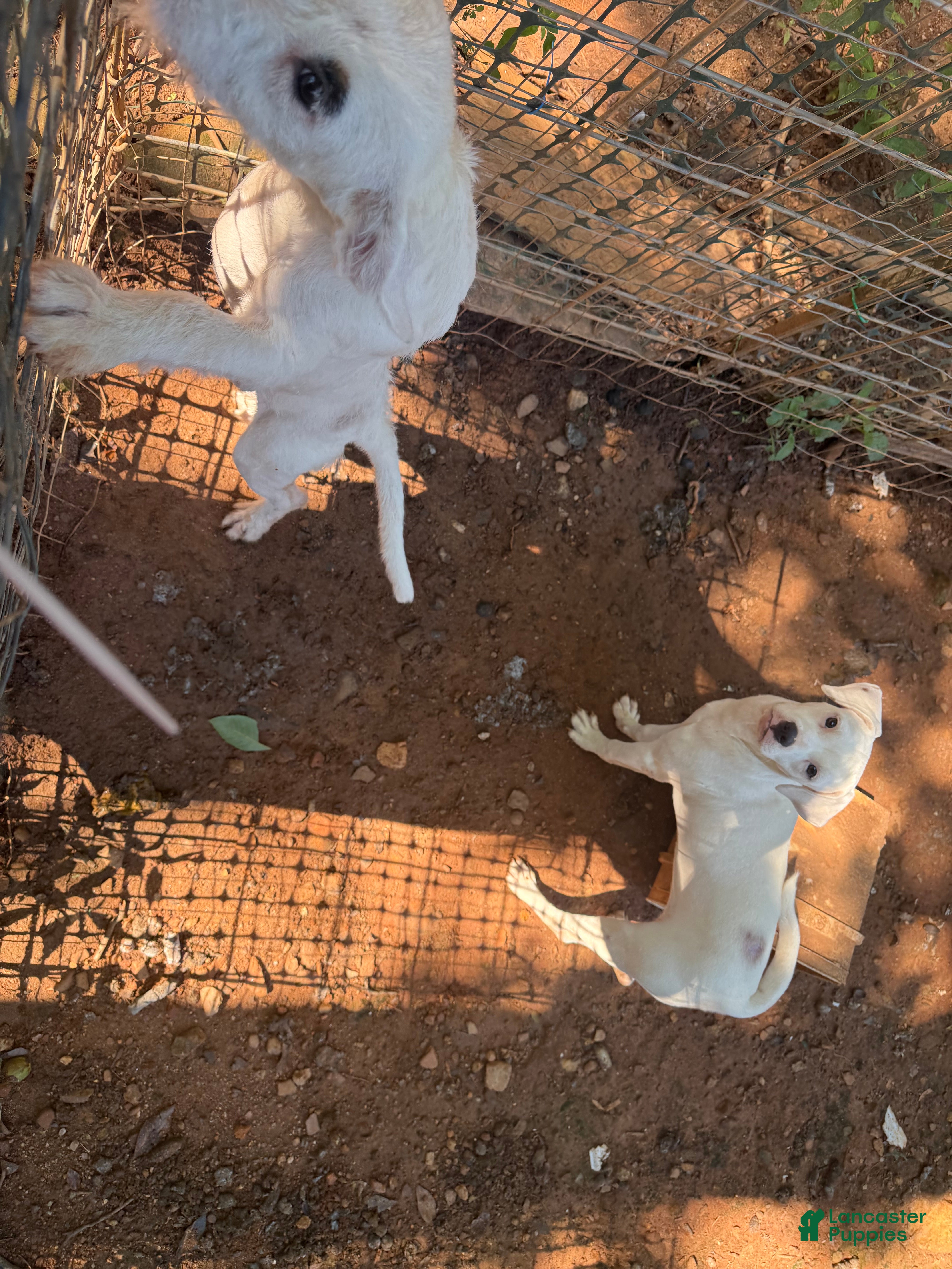 Jack Russell Terrier dogs Jack Russell Terrier 1 - Ad 10