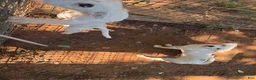 Jack Russell Terrier dogs for sale: Jack Russell Terrier 1 - Ad 1
