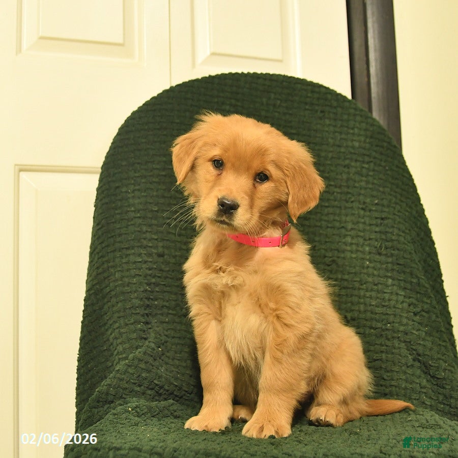 Golden Retriever dogs Beauty - Ad 42