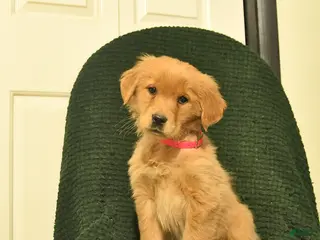 Golden Retriever dogs Beauty - Ad 42