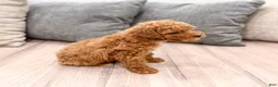 Miniature Poodle dogs for sale: Alfie - Ad 3