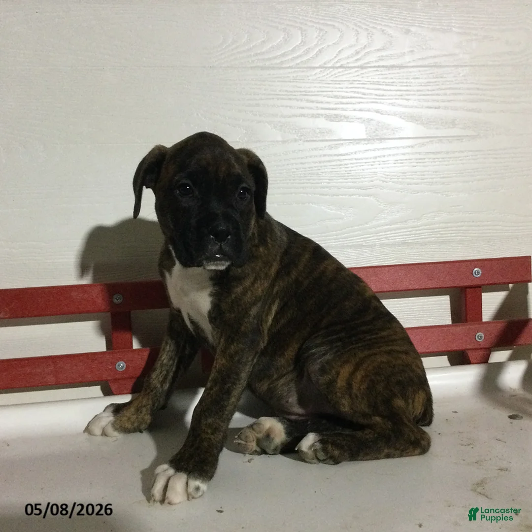 Boxer dogs for sale: Renae - Ad 2