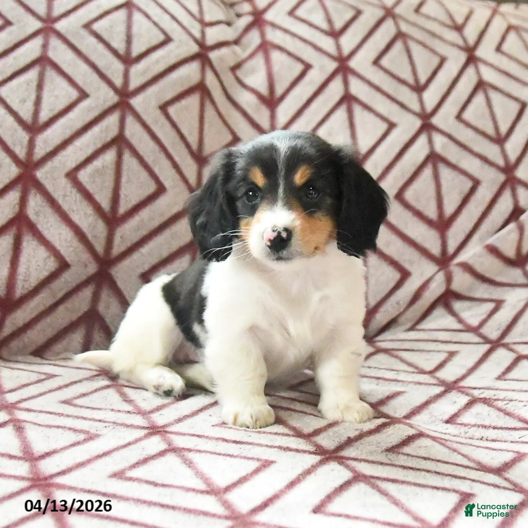 Miniature Dachshund dogs for sale: Fern - Ad 2