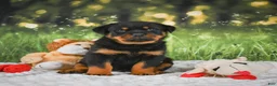 Rottweiler dogs for sale: Knox - Ad 6