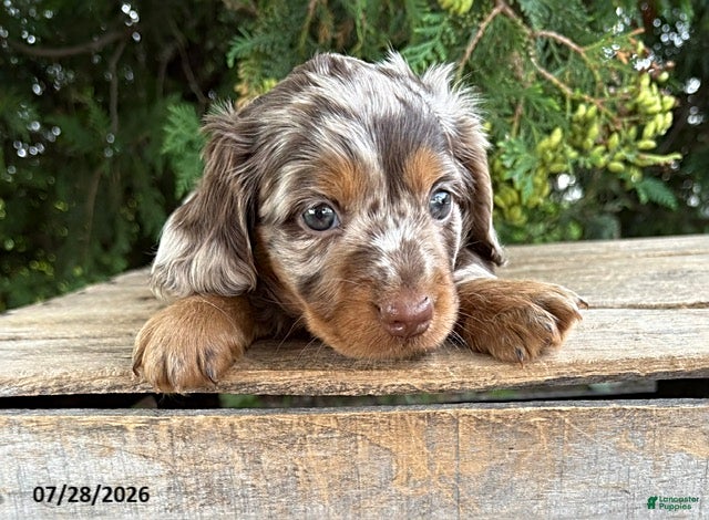 Dachshund dogs Asher - Ad 2