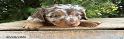 Dachshund dogs for sale: Asher - Ad 2
