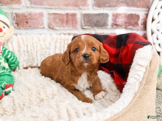 Cavapoo dogs Beau - Ad 21