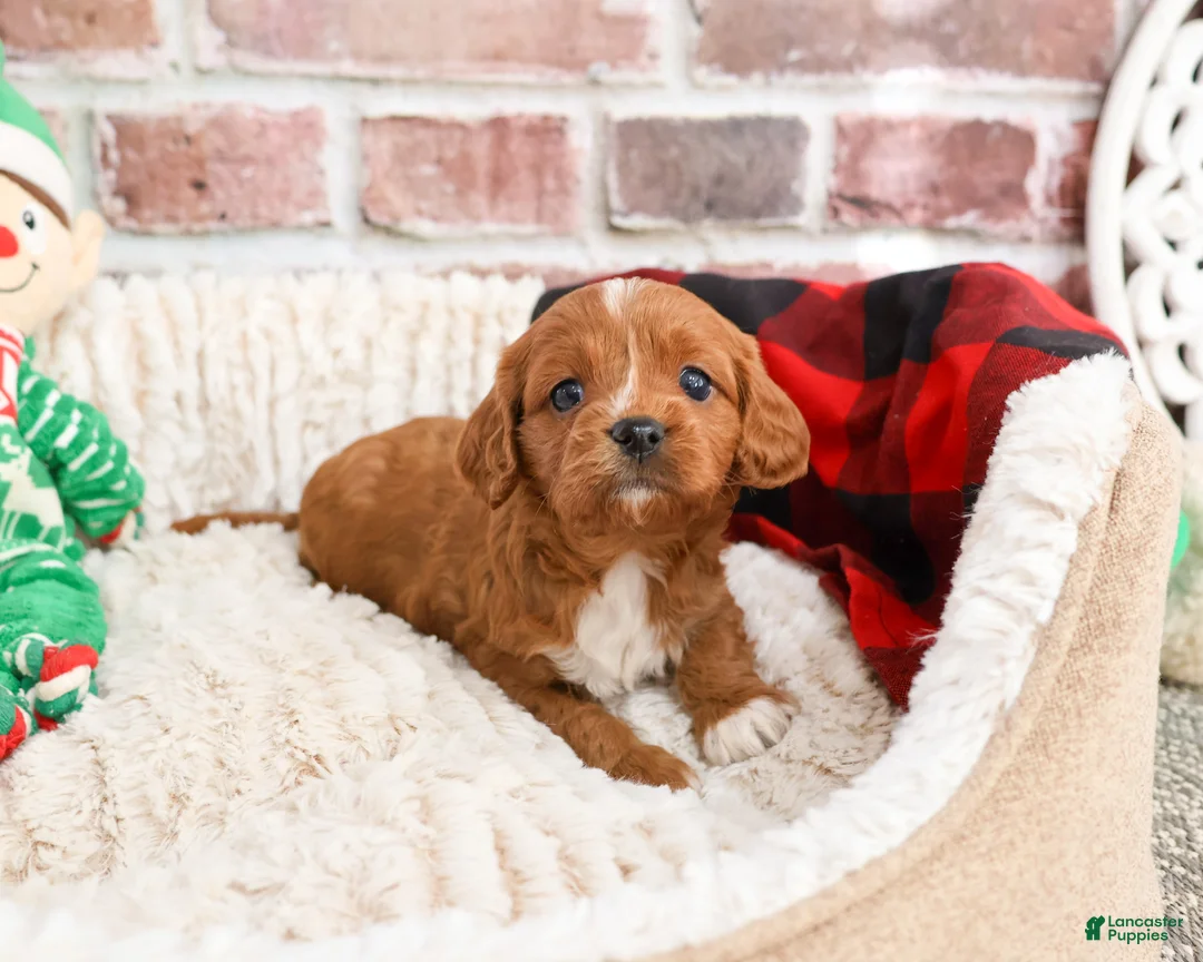 Cavapoo dogs for sale: Beau - Ad 6