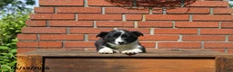 Mixed Breed dogs for sale: Corbin - Ad 8