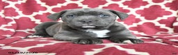 Cane Corso dogs for sale: Bella Mia - Ad 3