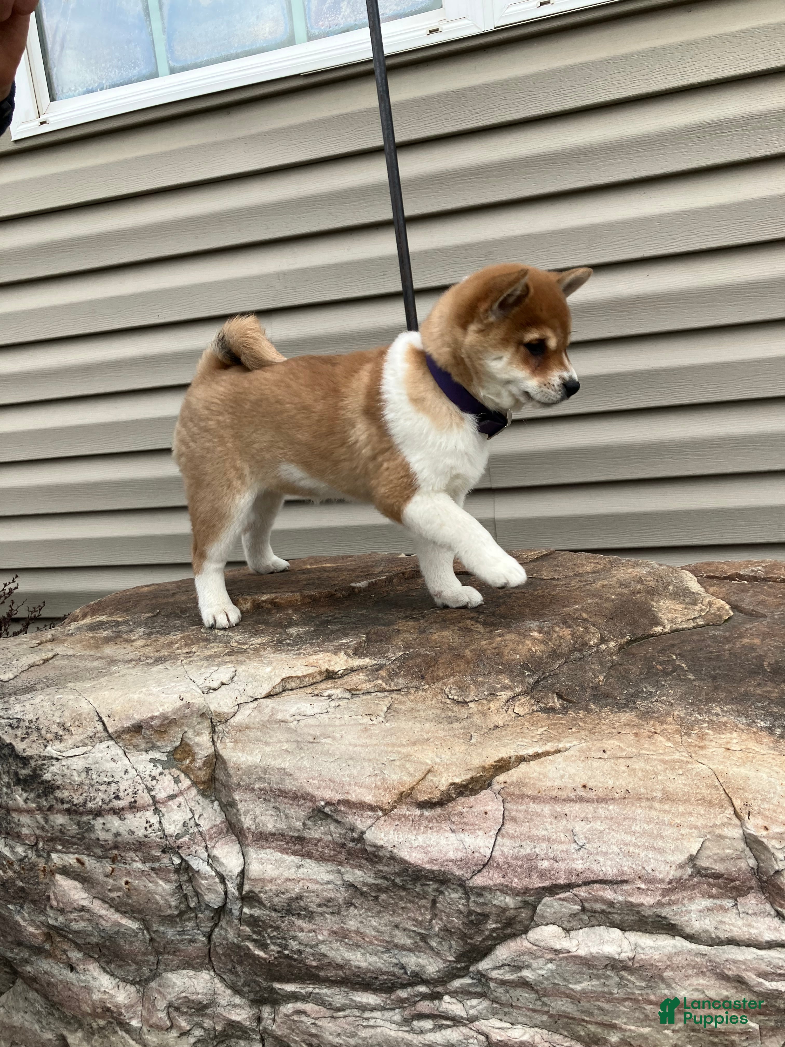 Shiba Inu dogs Lucky - Ad 2