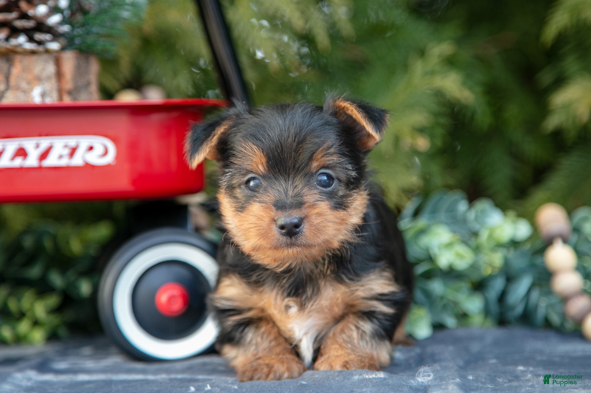 Yorkshire Terrier dogs Audrey - Ad 25