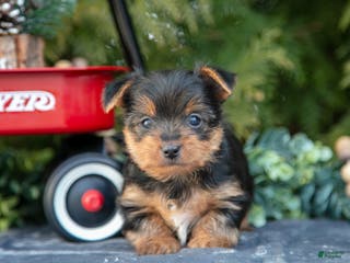 Yorkshire Terrier dogs Audrey - Ad 25
