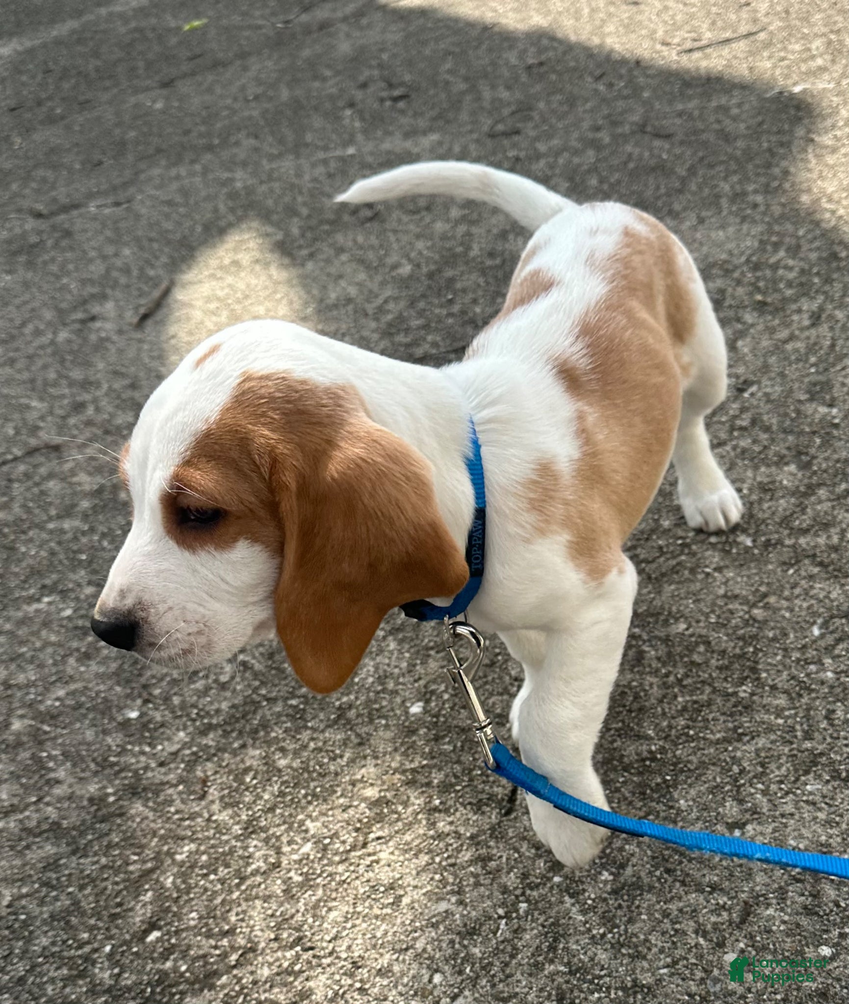 Beagle dogs Otis - Ad 18