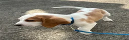Beagle dogs for sale: Otis - Ad 1