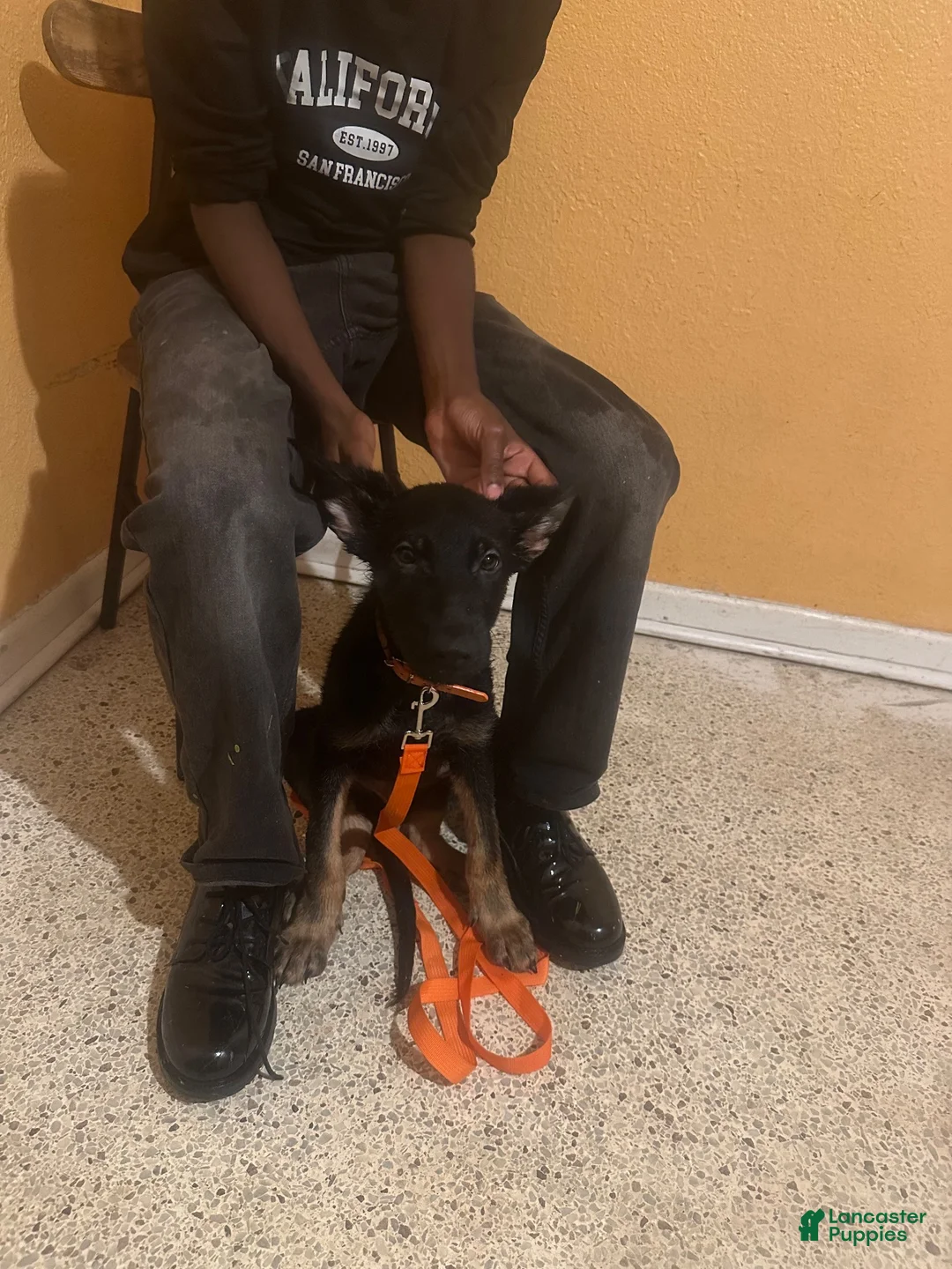 German Shepherd dogs for sale: German Shepherd 3 - Ad 1