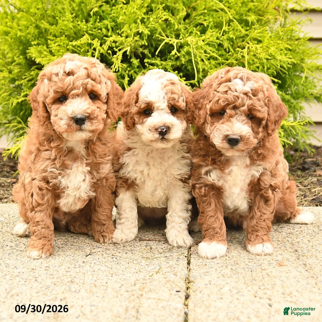 Bernedoodle dogs for sale: Lonny - Ad 3