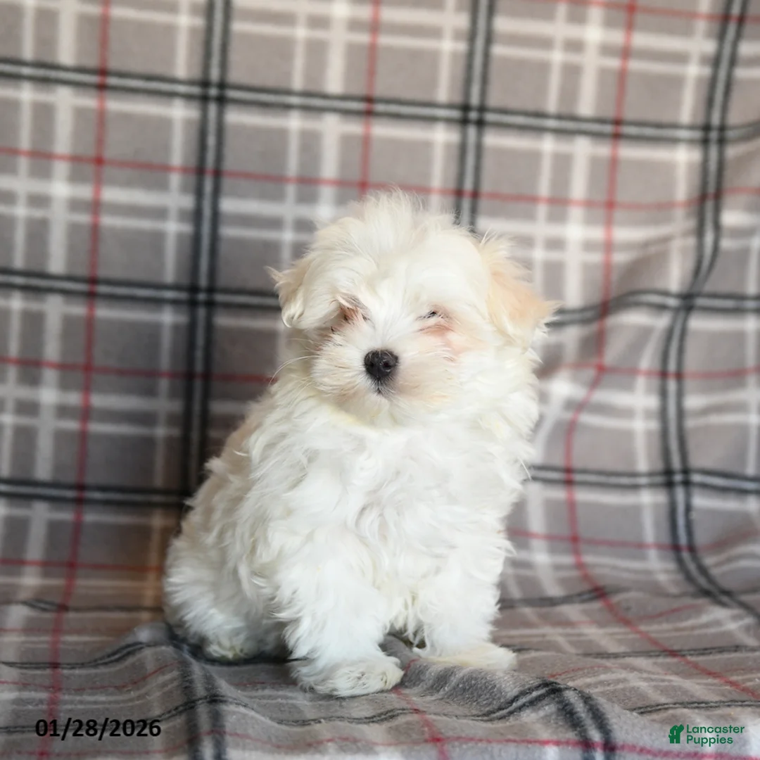 Maltese dogs for sale: Sasha - Ad 3