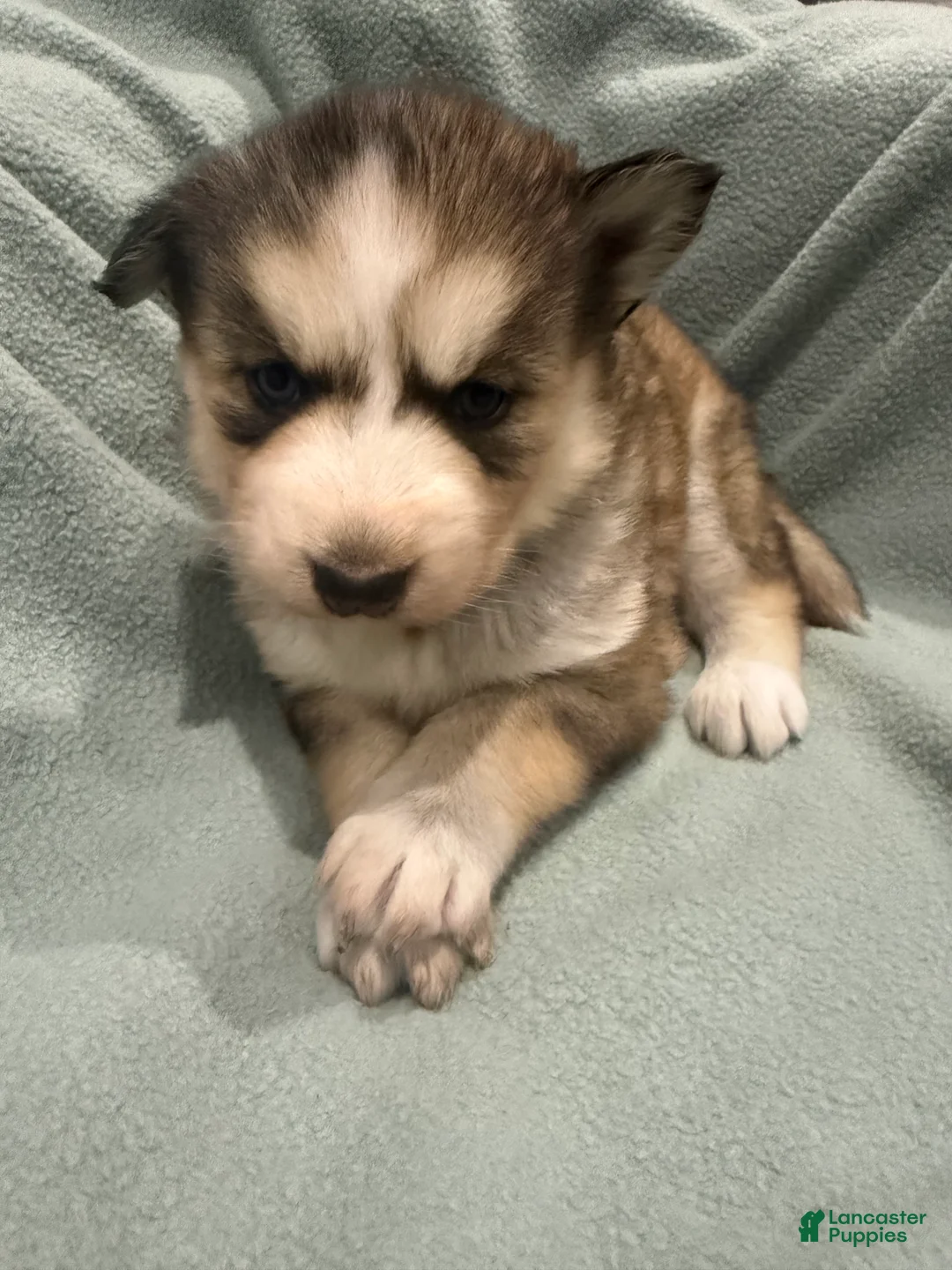 Alaskan Husky dogs for sale: Lobo the Alaskan Husky Puppy - Ad 2