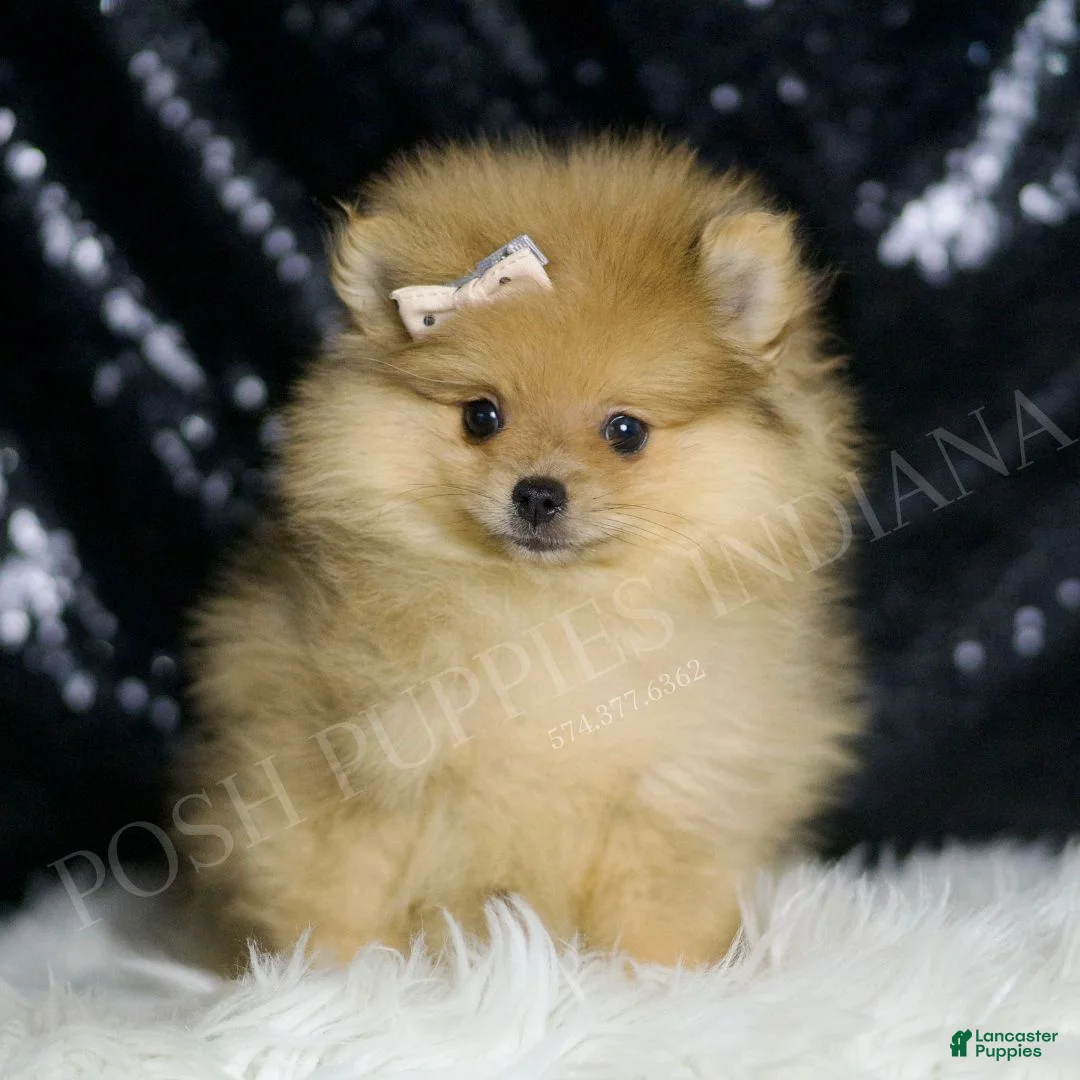 Pomeranian dogs for sale: Davie - Ad 1