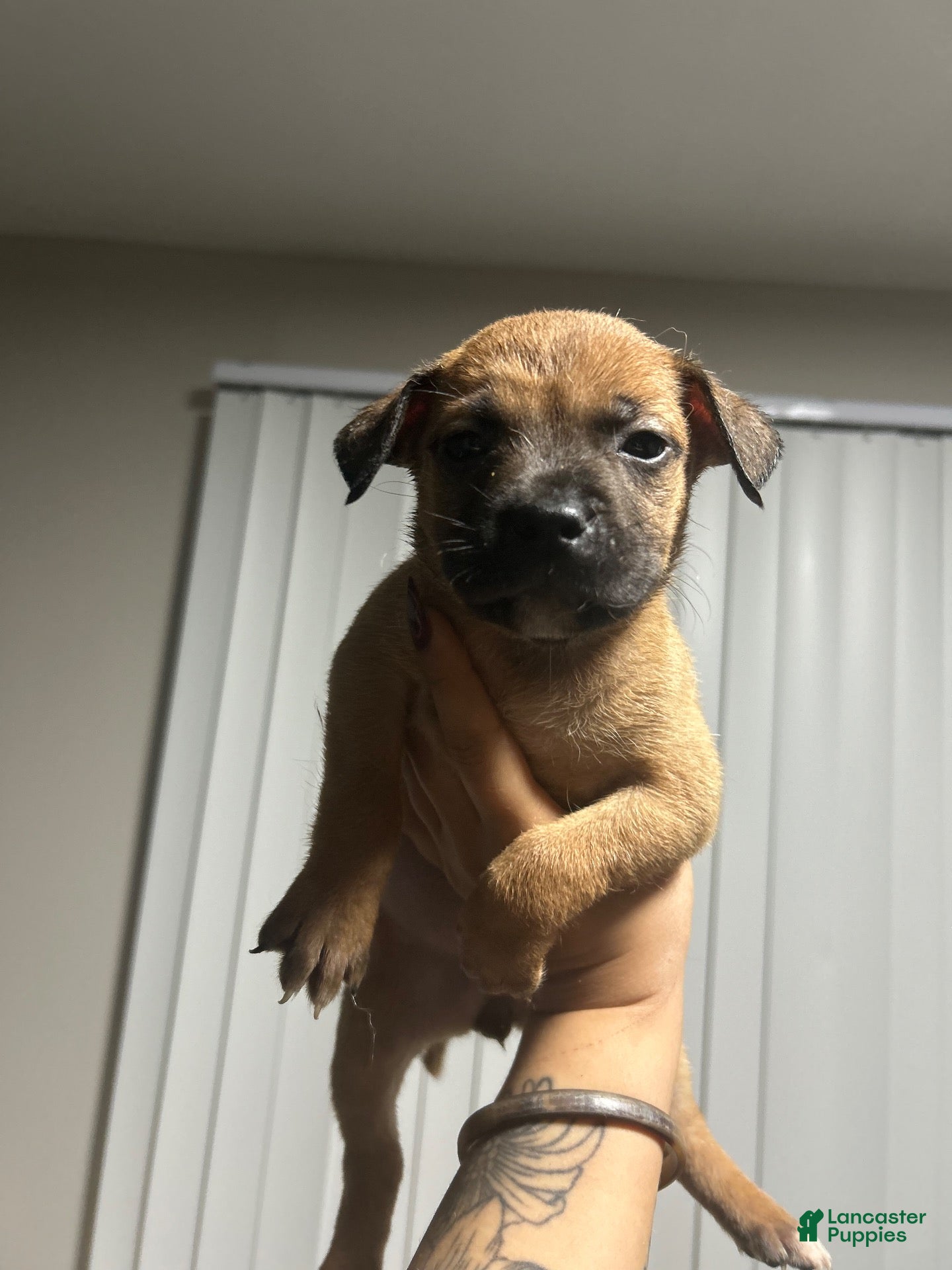 Mixed Breed dogs for sale: Girl 2 - Ad 3
