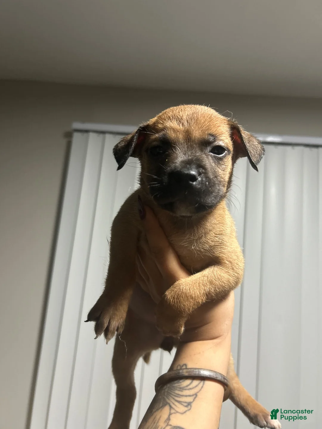 Mixed Breed dogs for sale: Girl 2 - Ad 1
