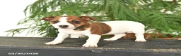 Jack Russell Terrier dogs for sale: Joyce - Ad 3