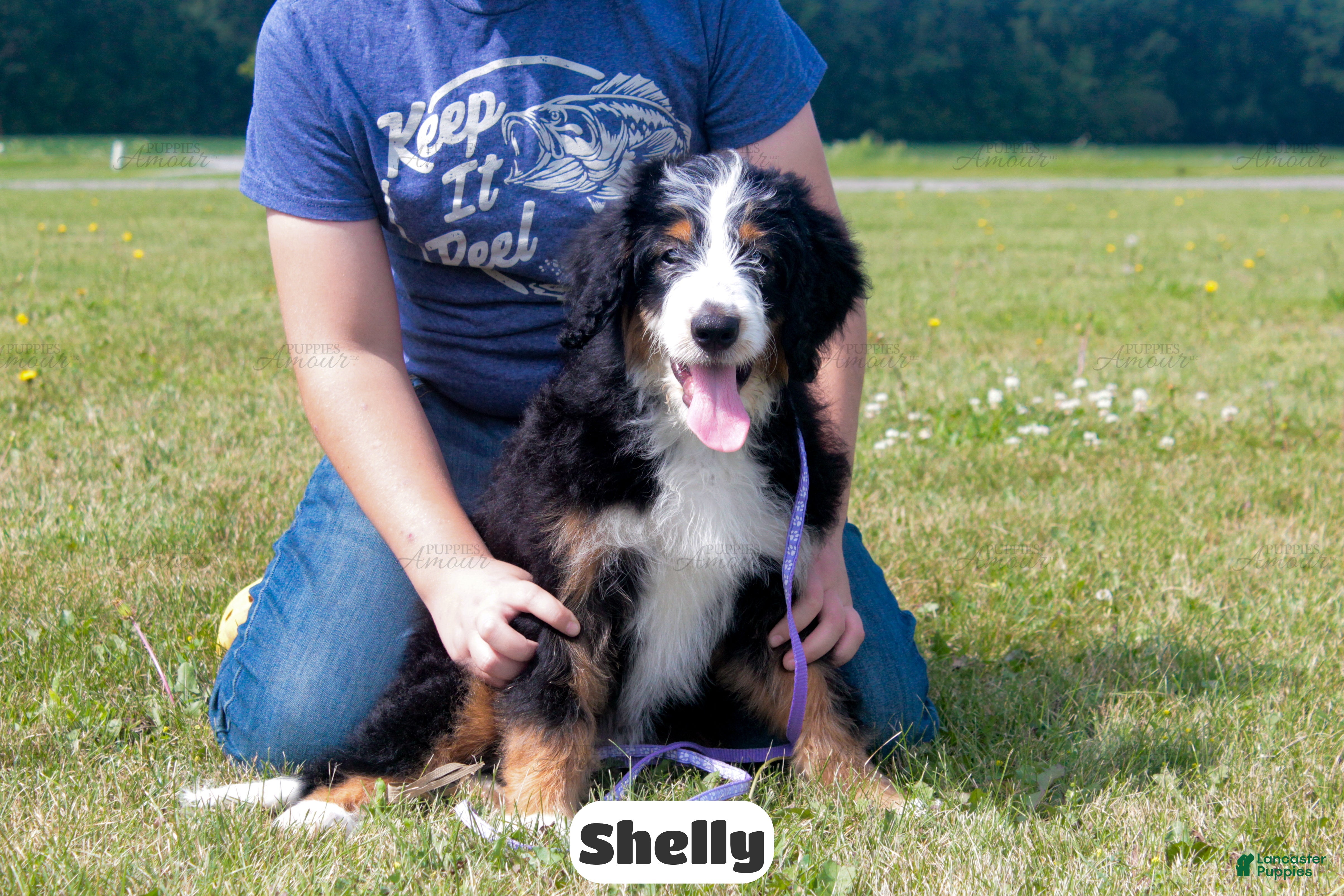 Bernedoodle dogs Shelly - Ad 2