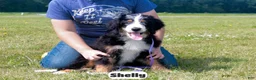 Bernedoodle dogs for sale: Shelly - Ad 2