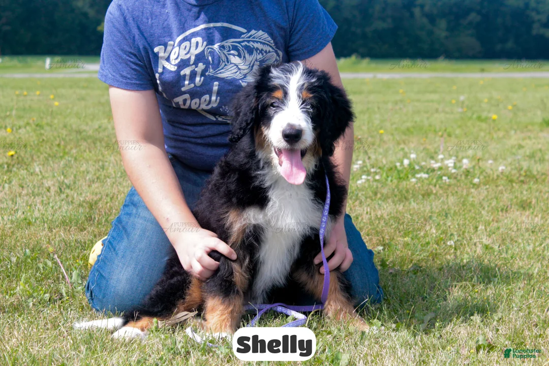 Bernedoodle dogs for sale: Shelly - Ad 2