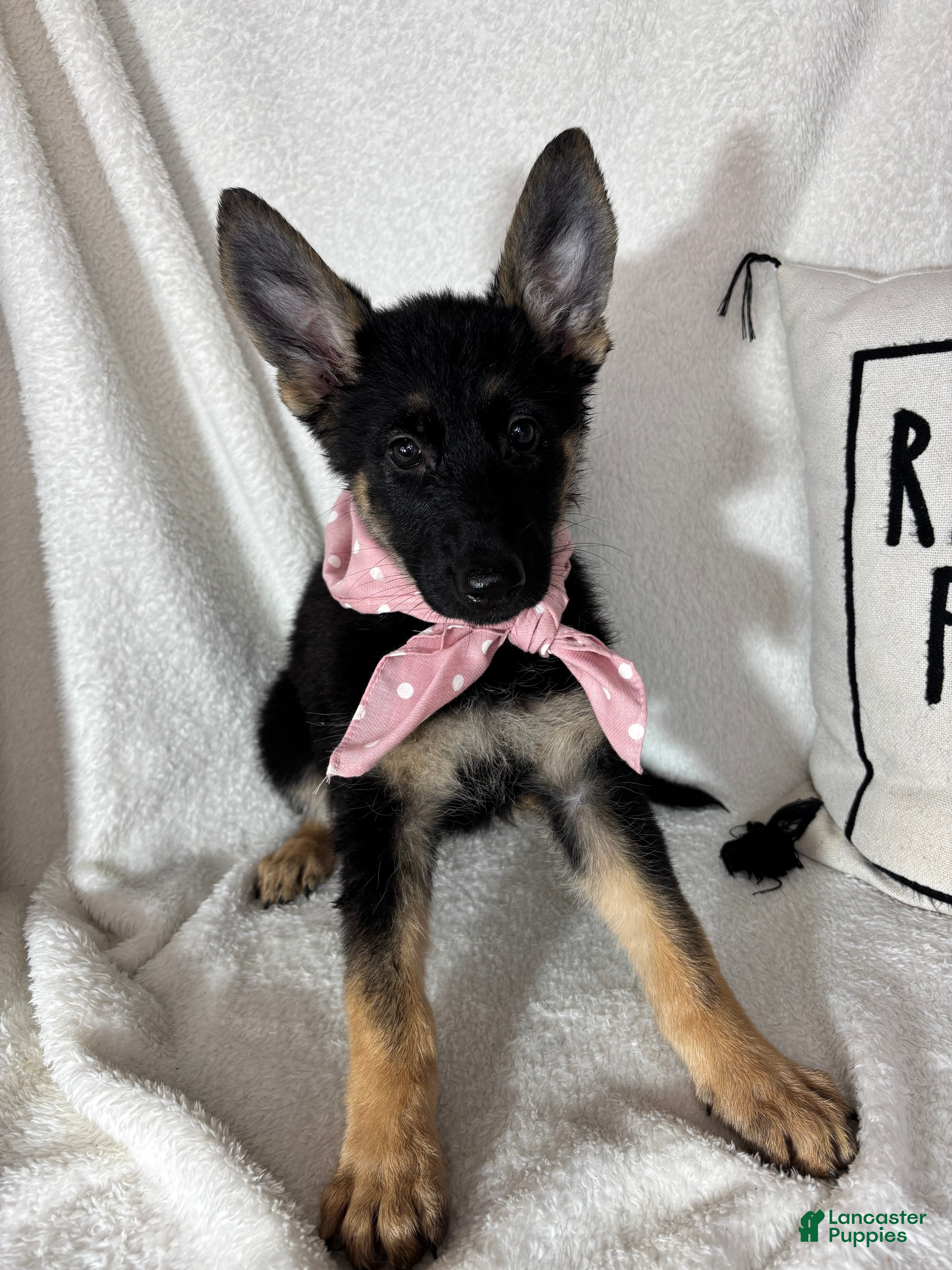 German Shepherd dogs Glenda - Ad 12