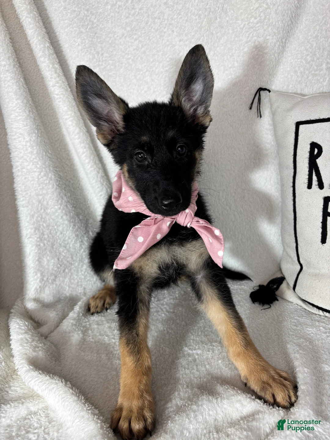 German Shepherd dogs for sale: Glenda - Ad 1