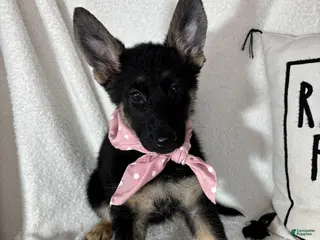 German Shepherd dogs Glenda - Ad 12