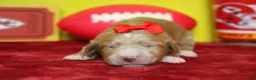 Goldendoodle dogs for sale: Firefly  - Ad 4