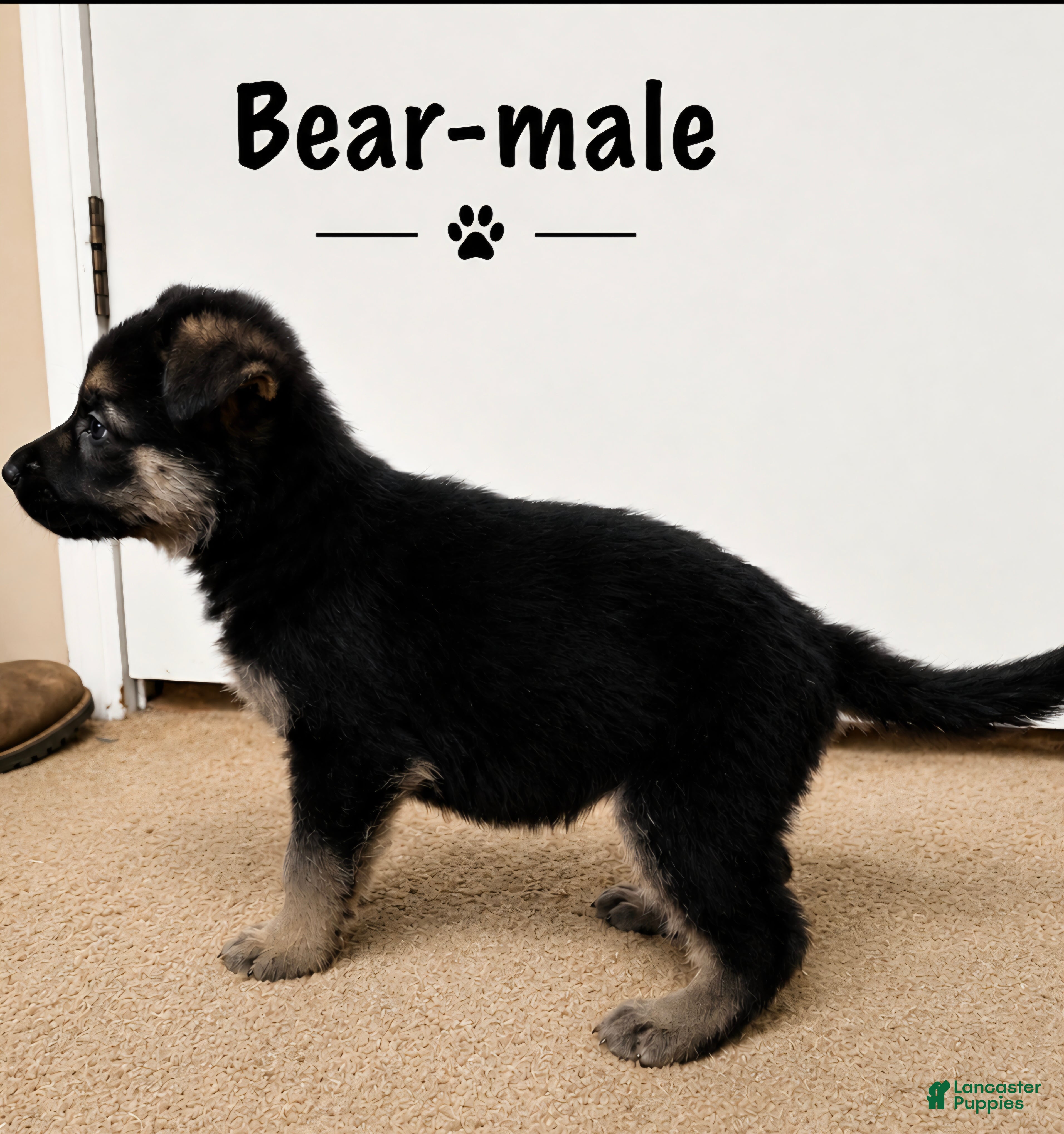 German Shepherd dogs Bear - Ad 2