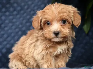 Havapoo dogs for sale: Ricky - Ad 3