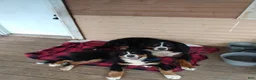 Bernese Mountain Dog dogs for sale: Bernese Mountain Dog Puppy 2 - Ad 1