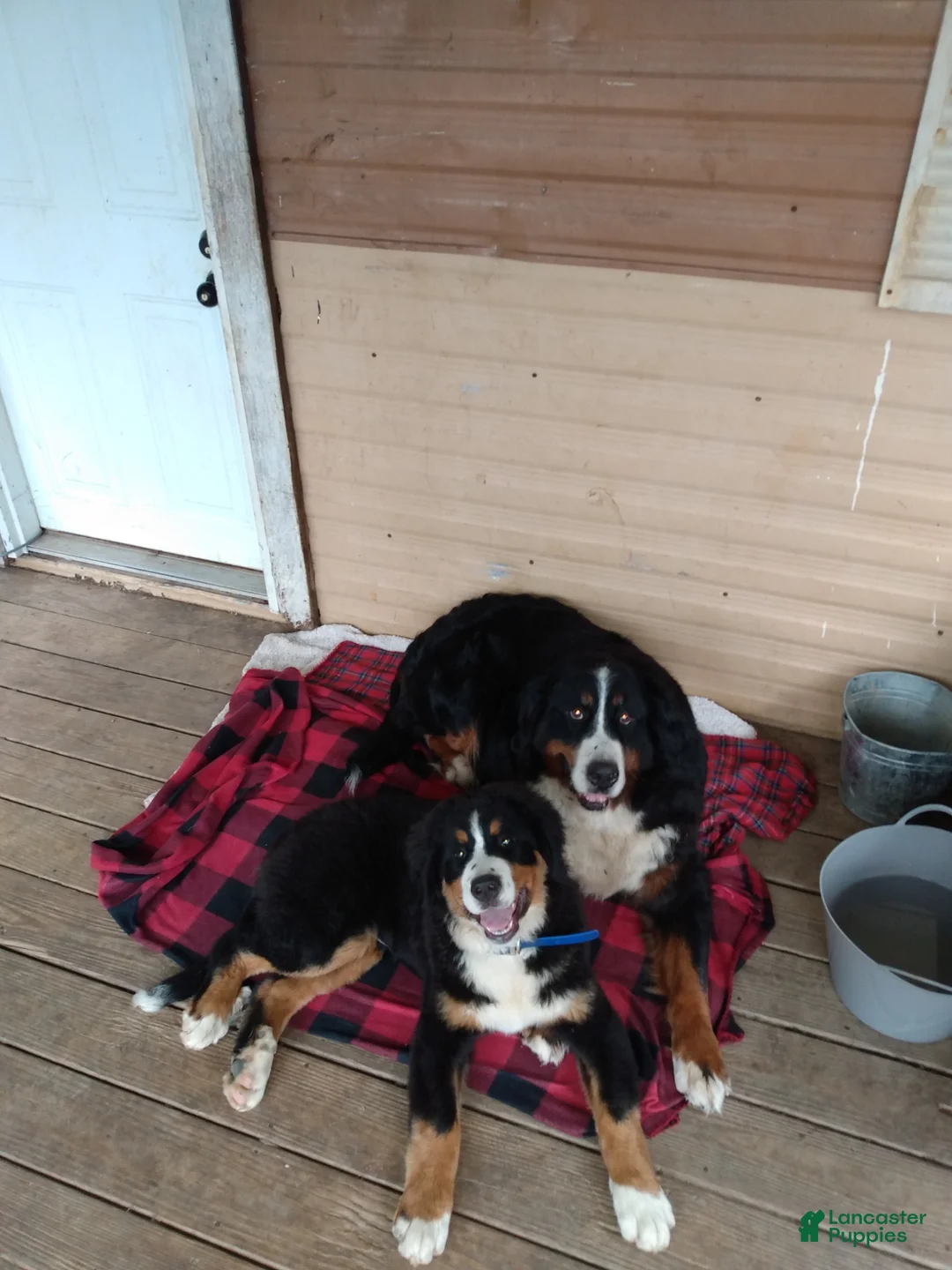 Bernese Mountain Dog dogs for sale: Bernese Mountain Dog Puppy 2 - Ad 1