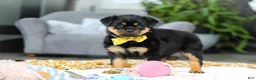 Rottweiler dogs for sale: Storm - Ad 10