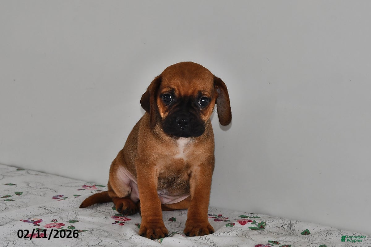 Puggle dogs Chip - Ad 9