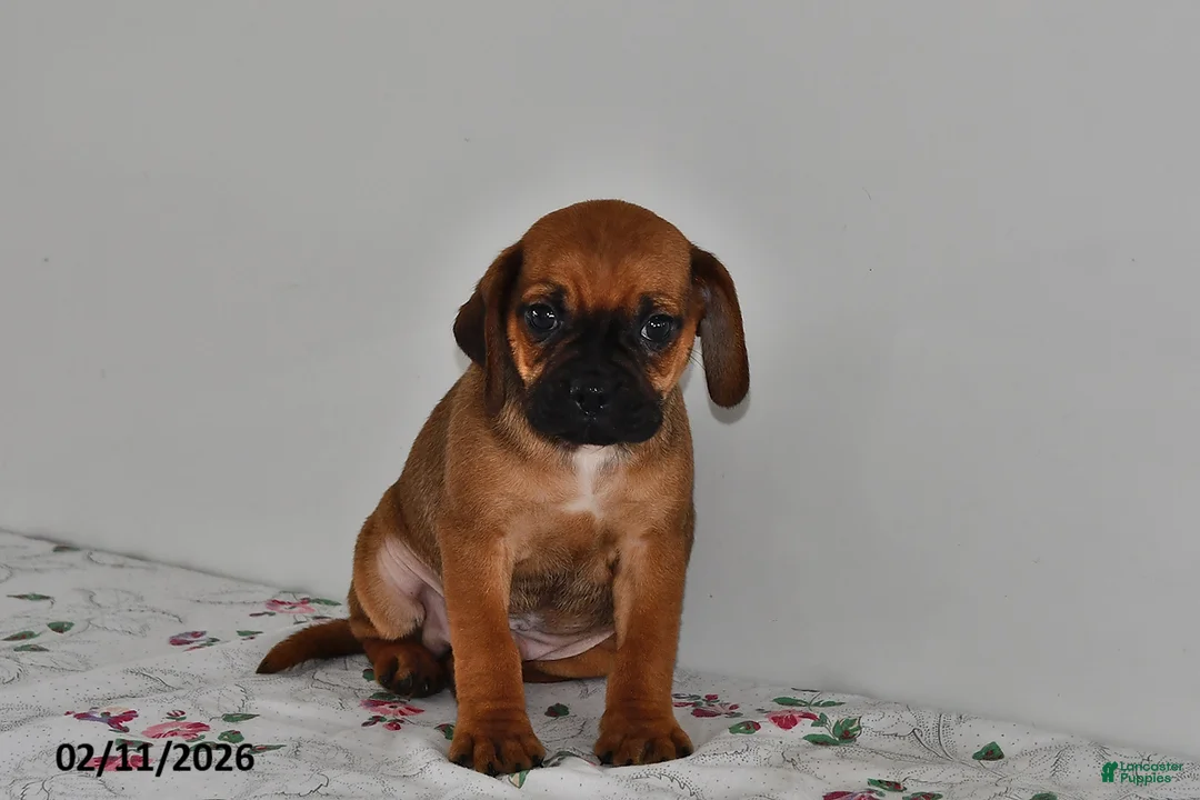 Puggle dogs for sale: Chip - Ad 1