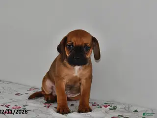 Puggle dogs Chip - Ad 9