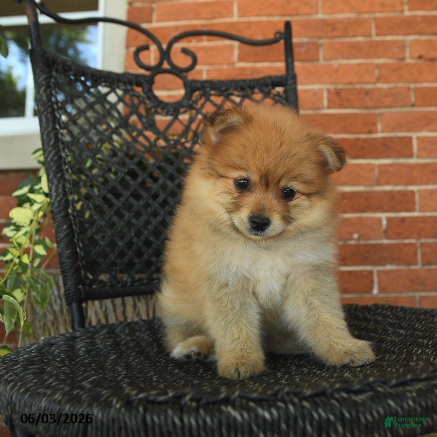 Pomeranian dogs Gloria - Ad 1