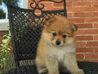 Pomeranian dogs for sale: Gloria - Ad 3