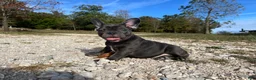 French Bulldog dogs for sale: Bloom  - Ad 18
